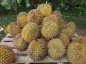 Durian[1].jpg