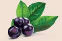 maqui-berry2[1].png