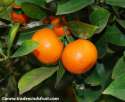 calamondin9[1].jpg