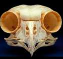 owl skull.jpg