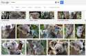 thats a fucking koala mate.jpg