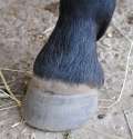kate's foot.jpg