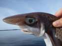 jewfish.jpg