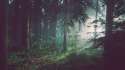 forest_trees_fog_110485_3840x2160.jpg