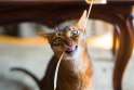 Abyssinian-cat-string.jpg