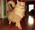 catte.jpg