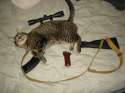 tacticat.jpg