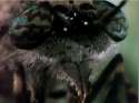 Wormy.jpg