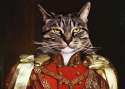 a damn cat now.jpg