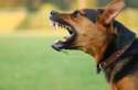 dog-barking.jpg