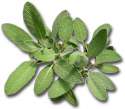 sage-herb[1].jpg
