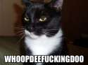 1161382100-Wtfdoocat.jpg