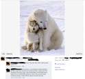 polarbear.png