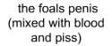 the foals penis mixed with blood and piss.png