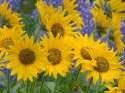 Balsamroot_and_Lupine_Oregon.jpg