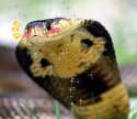 snek.jpg