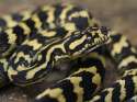 jungle_carpet_python.jpg
