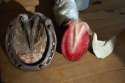 Not horse's hoof 2.jpg