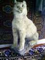 cat.jpg