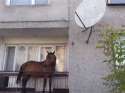 cavallo casalingo.jpg