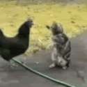 cock vs pussy.gif