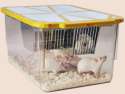 TH_15Cage_mice.png