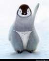 penguin.jpg