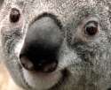 Koala.jpg