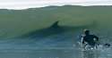 attaque-requin-squale-australie-wylie-bay.jpg