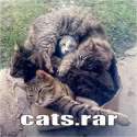 catsrar.png