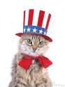 american cat.jpg