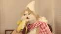 bananacat.gif