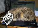 Trollcat.jpg