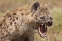 hyena5.jpg
