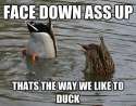 Duck11.jpg