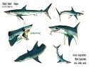 shortfin_mako_shark___sheet_kappa_by_culpeo_fox-d5dcgl9.jpg