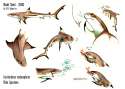 blacktip_reef_shark___sheet_siarc_by_culpeo_fox-d5dceqq.jpg
