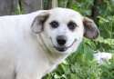 doggo.jpg