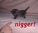 nigger.jpg