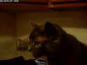 1355128371142.gif