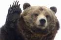 bear.jpg