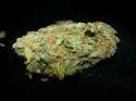 nugs.jpg