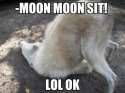 moonmoonsit!.jpg