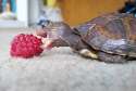 Turtle-Eats-Raspberry.jpg