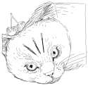 cat_5.png