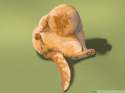 Reduce-Stress-in-Cats-Step-2-Version-5.jpg