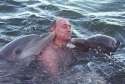 sharkdolphins.jpg