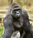 ap_harambe_ap-photo-640x727.jpg