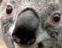 Koala zoomed in 1.jpg