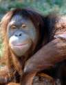 mr cool orangutan.jpg